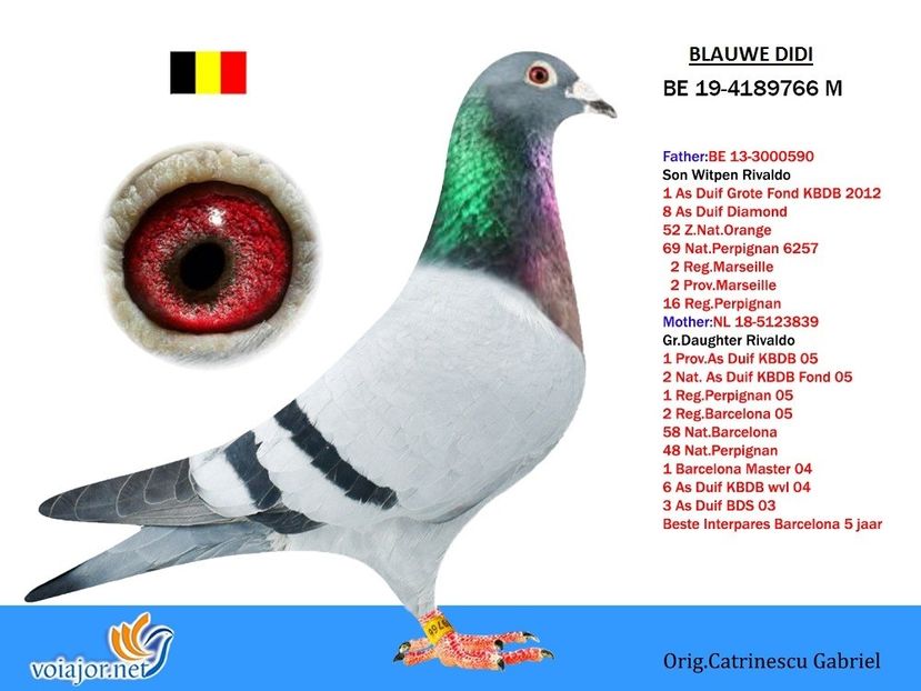 BLAUWE DIDI - Etienne DEVOS - 1 ACHIZIȚII 2020-2025