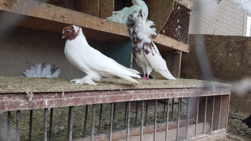  - De vinzare Maria Stuart