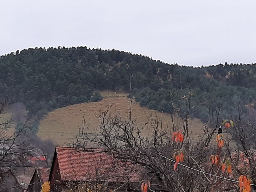  - Rășinari noiembrie 2021