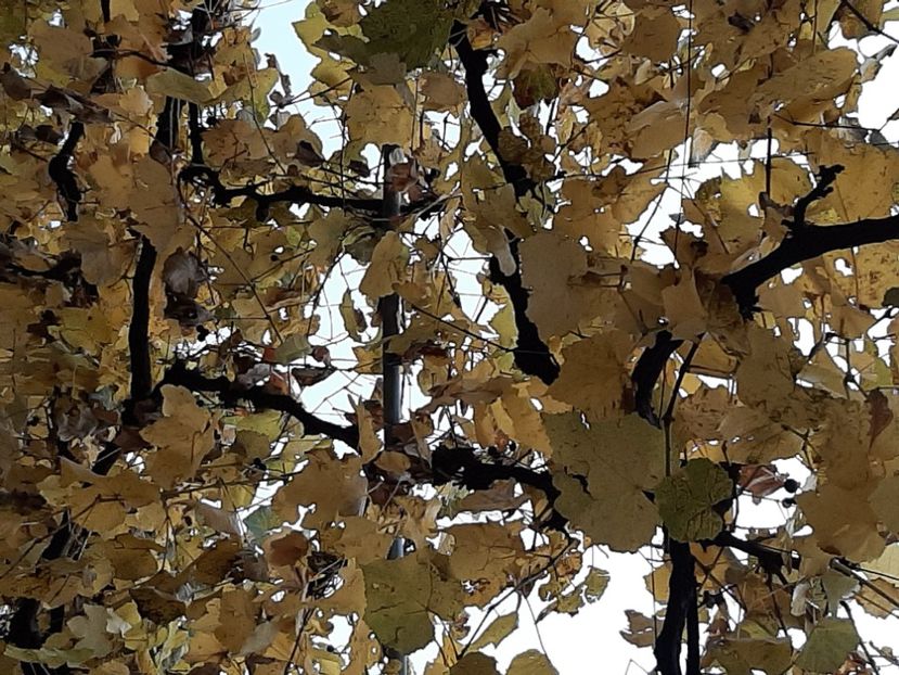  - Rășinari noiembrie 2021