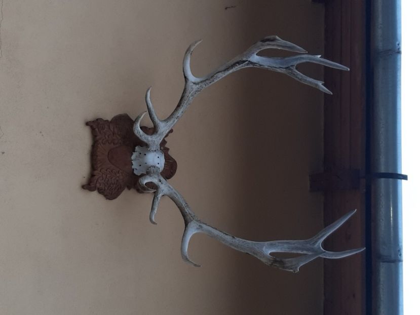  - Rășinari noiembrie 2021