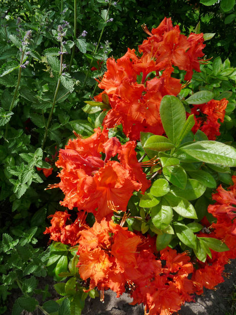  - Azalee si Rhododendroni