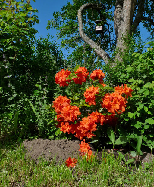  - Azalee si Rhododendroni