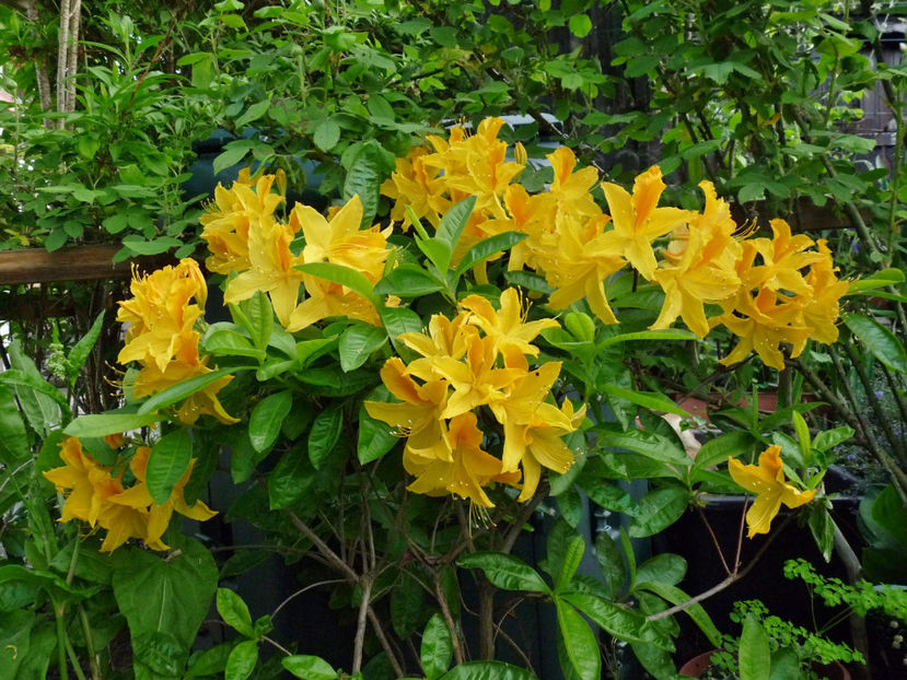  - Azalee si Rhododendroni