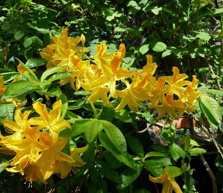  - Azalee si Rhododendroni