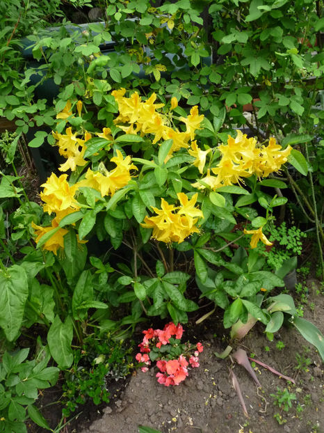  - Azalee si Rhododendroni