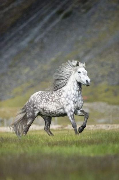  - Cai animale nobile
