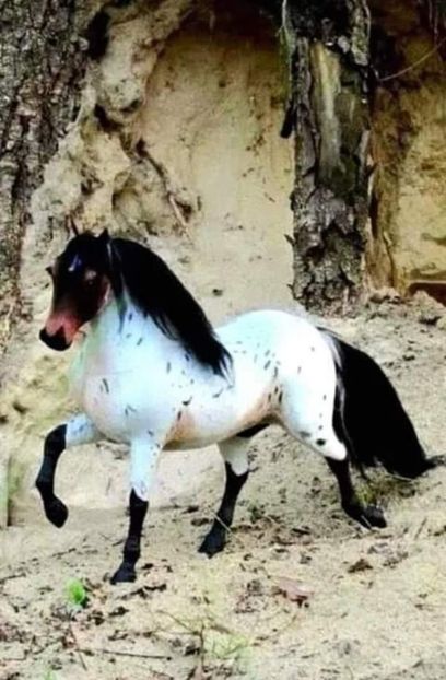  - Cai animale nobile
