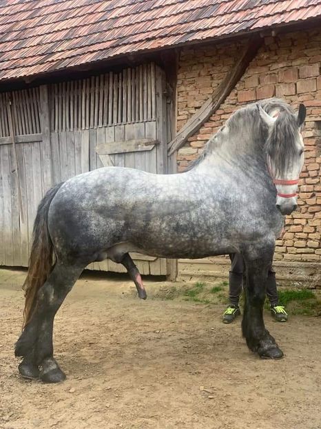  - Cai animale nobile