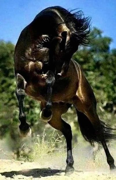  - Cai animale nobile