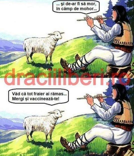  - Divertisment 5