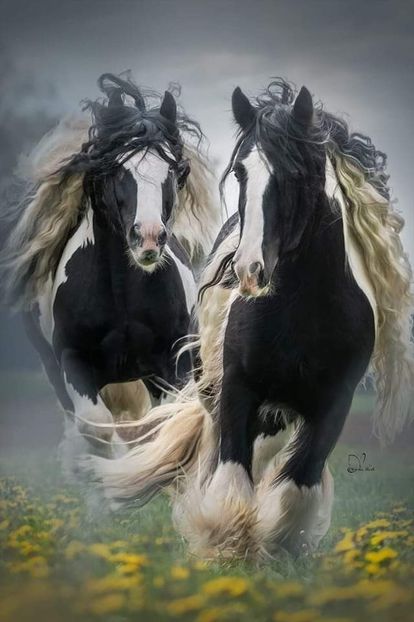  - Cai animale nobile