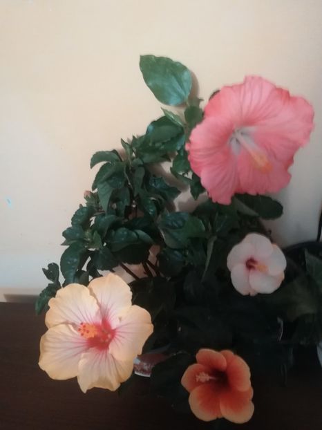  - Hibiscus 2021
