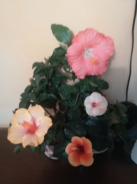  - Hibiscus 2021
