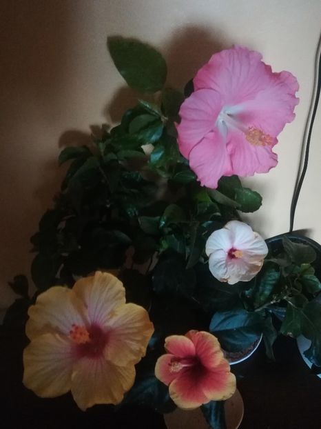  - Hibiscus 2021