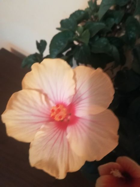 Cocktail - Hibiscus 2021