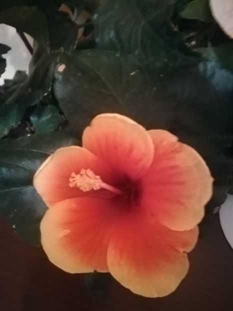 Tivoli - Hibiscus 2021