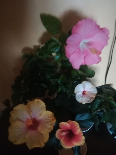  - Hibiscus 2021