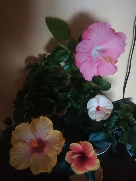  - Hibiscus 2021