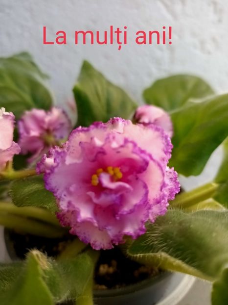  - La mulți ani Gabriela Mihaela