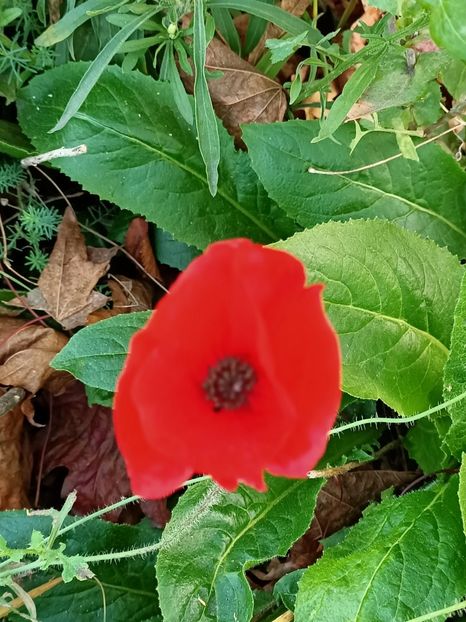 Img.2021.10.25 - La mulți ani Gabriela Mihaela