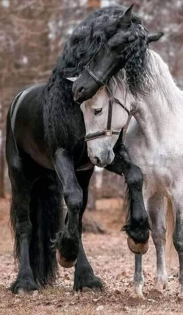  - Cai animale nobile