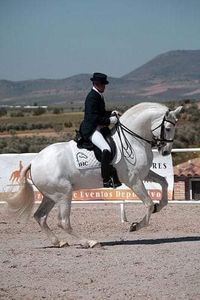  - Cai animale nobile