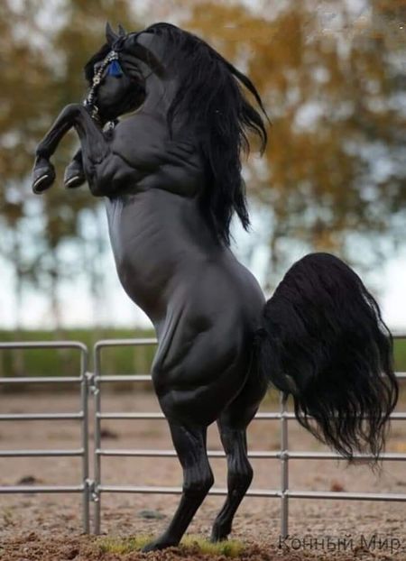  - Cai animale nobile