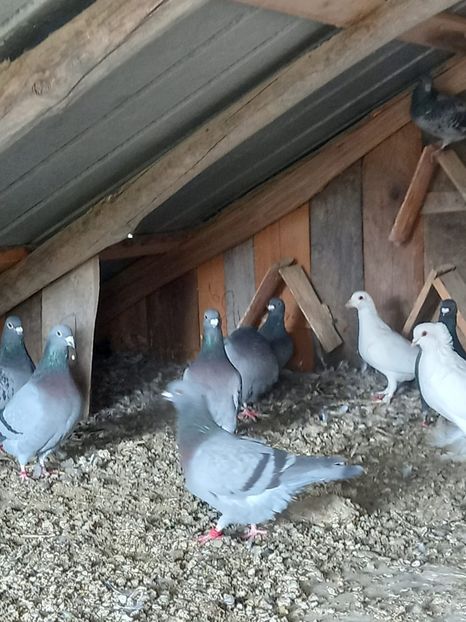 IMG-20211108-WA0009 - NOU DE VÂNZARE 2021