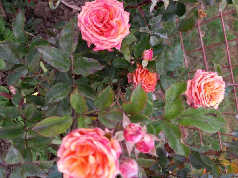 2021-11-08 15.23.53 - Flori si copii blanosi