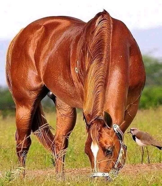  - Cai animale nobile