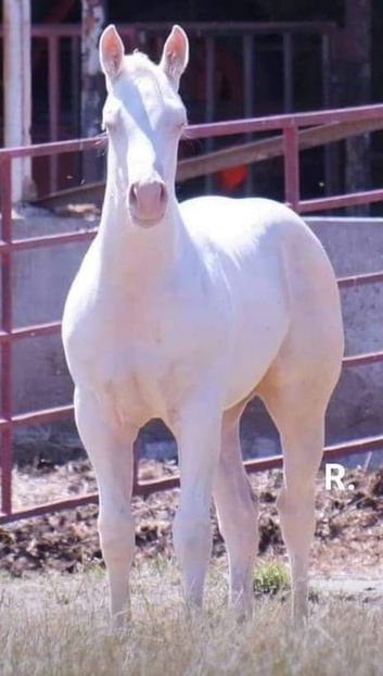  - Cai animale nobile