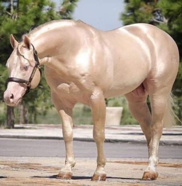 - Cai animale nobile