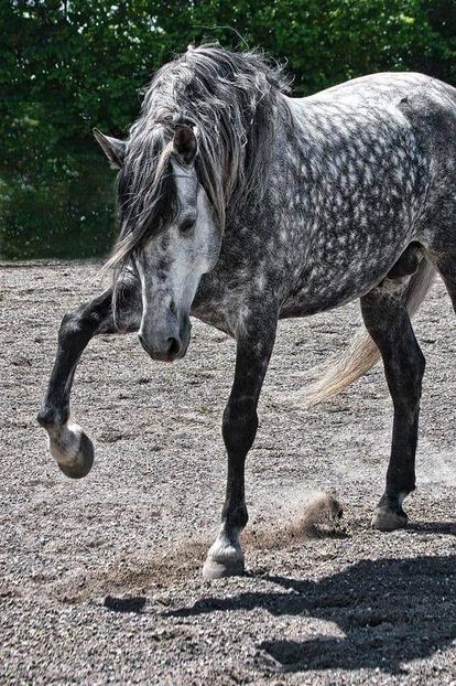  - Cai animale nobile