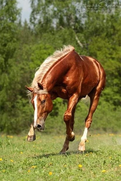  - Cai animale nobile