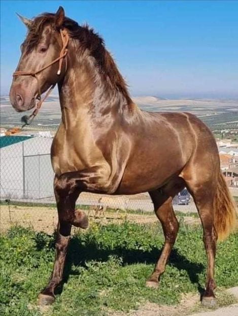  - Cai animale nobile