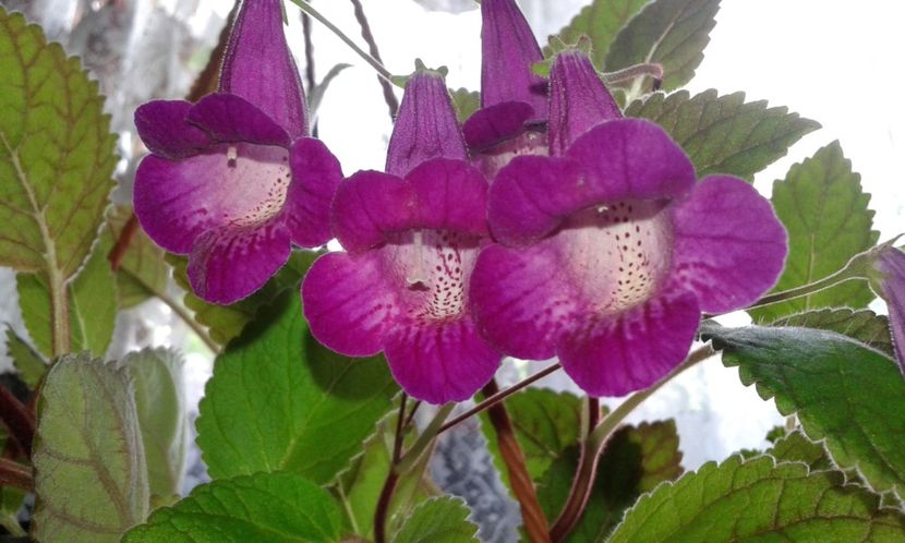 Smithicodonia Heartland s Joy_ - 2021 Achimenes