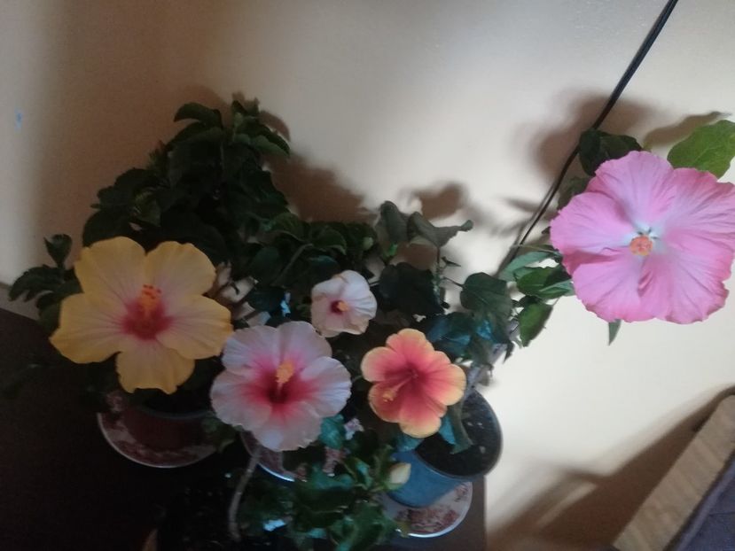  - Hibiscus 2021