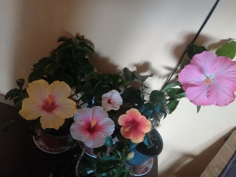  - Hibiscus 2021