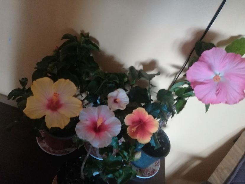  - Hibiscus 2021