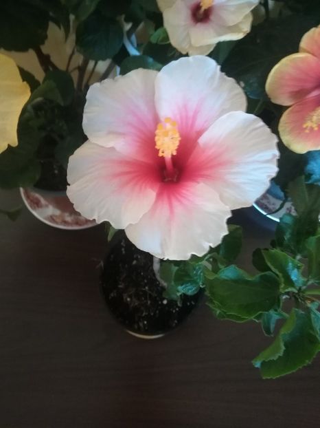  - Hibiscus 2021