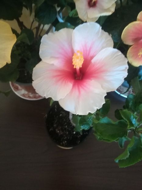  - Hibiscus 2021