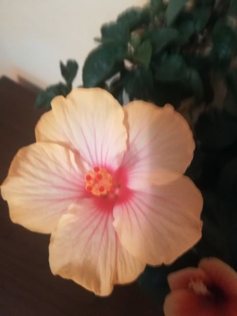 Cocktail - Hibiscus 2021