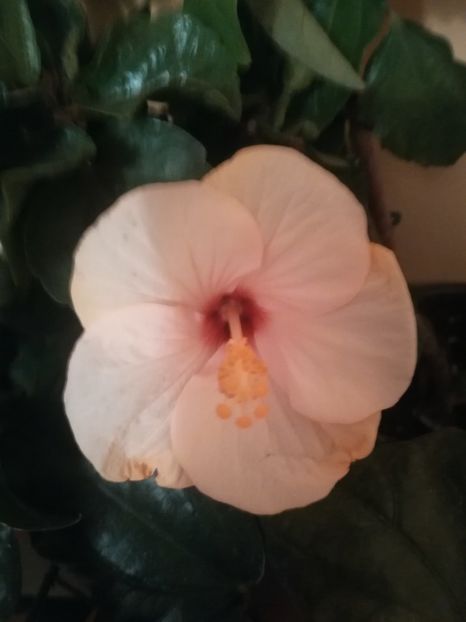 Veneția White - Hibiscus 2021