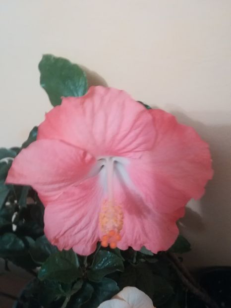 Pinka - Hibiscus 2021