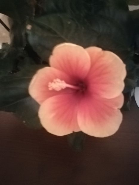 Tivoli - Hibiscus 2021