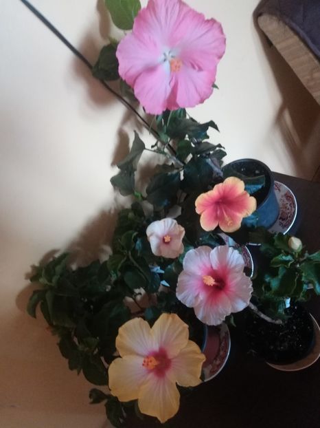  - Hibiscus 2021