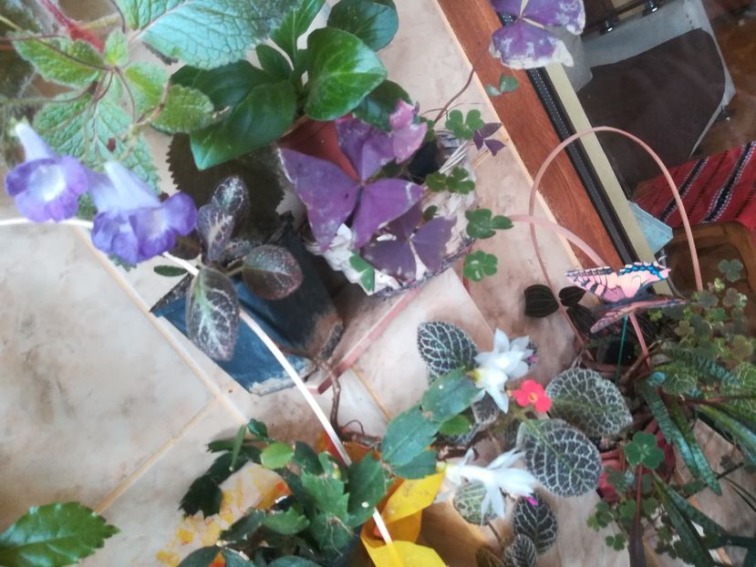  - alte plante de interior