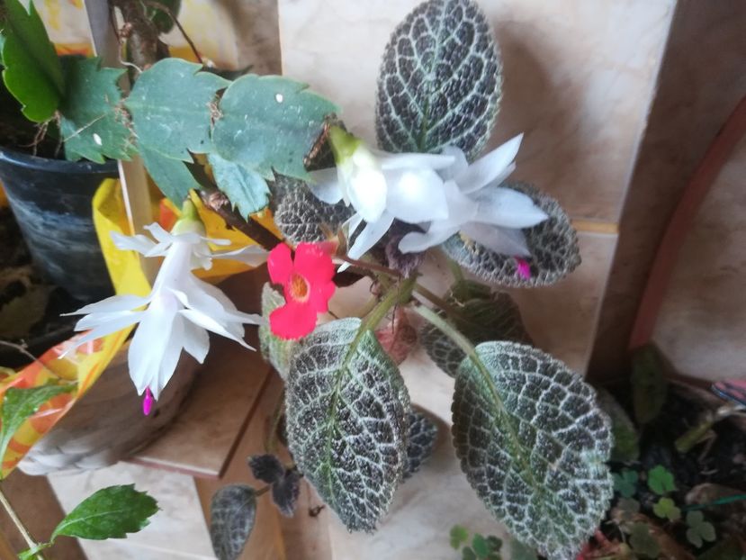  - alte plante de interior