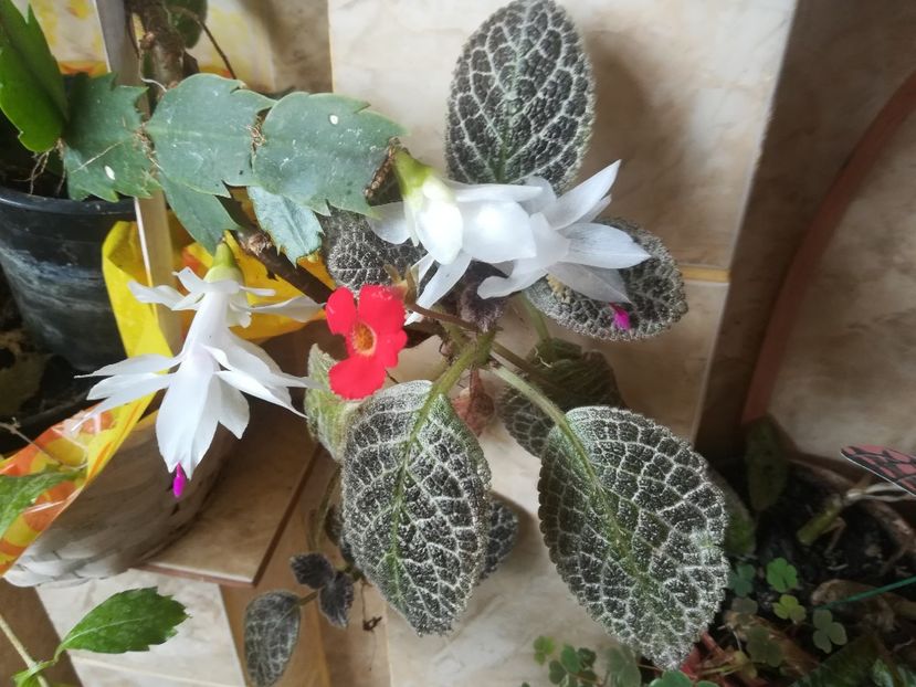  - alte plante de interior